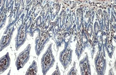 Immunohistochemistry (Formalin/PFA-fixed paraffin-embedded sections) - Anti-RBPMS antibody [HL1105] - BSA and Azide free (AB313829)