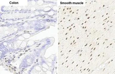 Immunohistochemistry (Formalin/PFA-fixed paraffin-embedded sections) - Anti-RBPMS antibody [HL1105] - BSA and Azide free (AB313829), expandable thumbnail