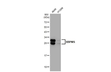 Western blot - Anti-RBPMS antibody [HL1105] - BSA and Azide free (AB313829)