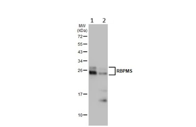 Western blot - Anti-RBPMS antibody [HL1105] - BSA and Azide free (AB313829), expandable thumbnail