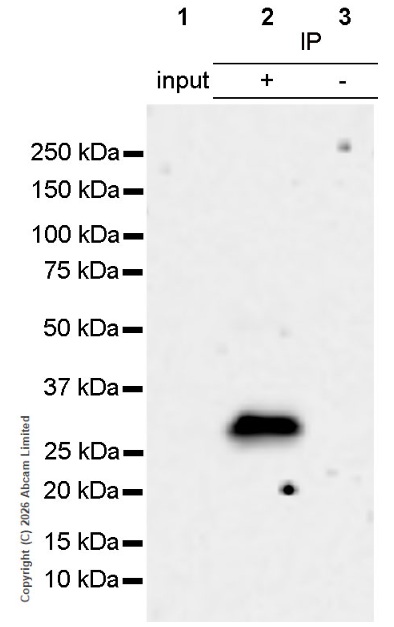 Immunoprecipitation - Anti-RBPMS + RBPMS2 antibody [EPR13121-79] (AB181098)