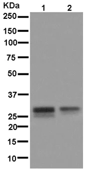 Western blot - Anti-RBPMS2 antibody [EPR13121-88] - BSA and Azide free (AB250346)