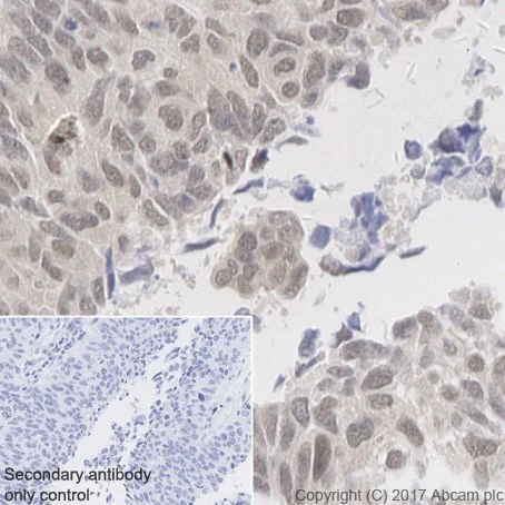 Immunohistochemistry (Formalin/PFA-fixed paraffin-embedded sections) - Anti-RBX1 antibody [EPR20185] (AB221548)