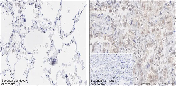 Immunohistochemistry (Formalin/PFA-fixed paraffin-embedded sections) - Anti-RBX1 antibody [EPR20185] (AB221548)
