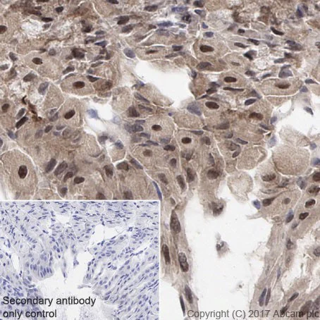 Immunohistochemistry (Formalin/PFA-fixed paraffin-embedded sections) - Anti-RBX1 antibody [EPR20185] (AB221548)