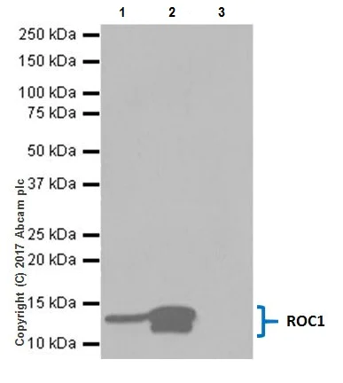 Immunoprecipitation - Anti-RBX1 antibody [EPR20185] (AB221548)