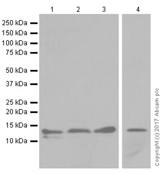 Western blot - Anti-RBX1 antibody [EPR20185] (AB221548)