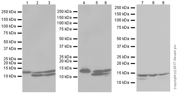 Western blot - Anti-RBX1 antibody [EPR20185] (AB221548)