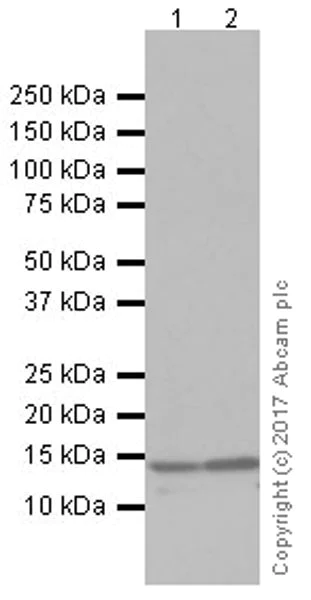 Western blot - Anti-RBX1 antibody [EPR20185] (AB221548)