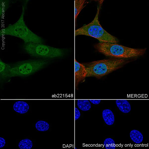 Immunocytochemistry/ Immunofluorescence - Anti-RBX1 antibody [EPR20185] - BSA and Azide free (AB251569)