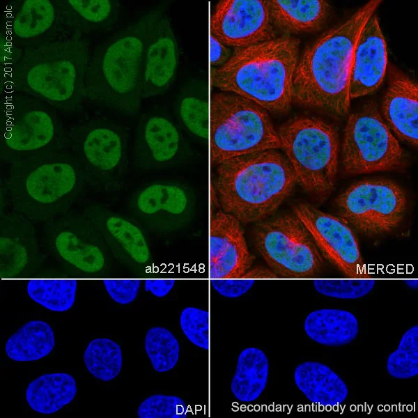 Immunocytochemistry/ Immunofluorescence - Anti-RBX1 antibody [EPR20185] - BSA and Azide free (AB251569)