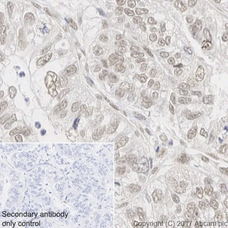 Immunohistochemistry (Formalin/PFA-fixed paraffin-embedded sections) - Anti-RBX1 antibody [EPR20185] - BSA and Azide free (AB251569)