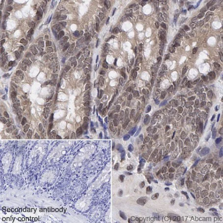 Immunohistochemistry (Formalin/PFA-fixed paraffin-embedded sections) - Anti-RBX1 antibody [EPR20185] - BSA and Azide free (AB251569)