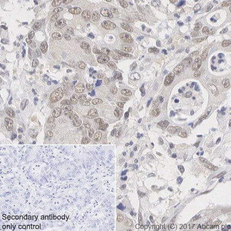 Immunohistochemistry (Formalin/PFA-fixed paraffin-embedded sections) - Anti-RBX1 antibody [EPR20185] - BSA and Azide free (AB251569)