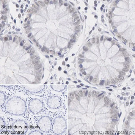 Immunohistochemistry (Formalin/PFA-fixed paraffin-embedded sections) - Anti-RBX1 antibody [EPR20185] - BSA and Azide free (AB251569)