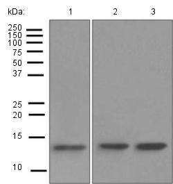 Western blot - Anti-RBX1 antibody [EPR6849(B)] (AB124950)