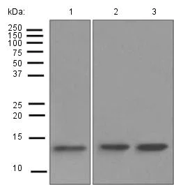 Western blot - Anti-RBX1 antibody [EPR6849(B)] - BSA and Azide free (AB248069)
