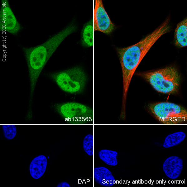 Immunocytochemistry/ Immunofluorescence - Anti-RBX1 antibody [EPR6850(B)] (AB133565), expandable thumbnail