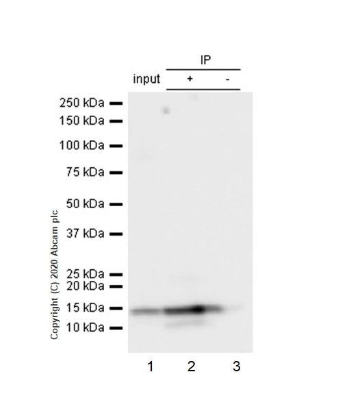 Immunoprecipitation - Anti-RBX1 antibody [EPR6850(B)] (AB133565), expandable thumbnail