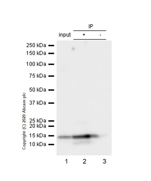 Immunoprecipitation - Anti-RBX1 antibody [EPR6850(B)] (AB133565)