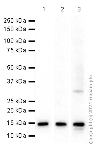 Western blot - Anti-RBX1 antibody [EPR6850(B)] (AB133565)