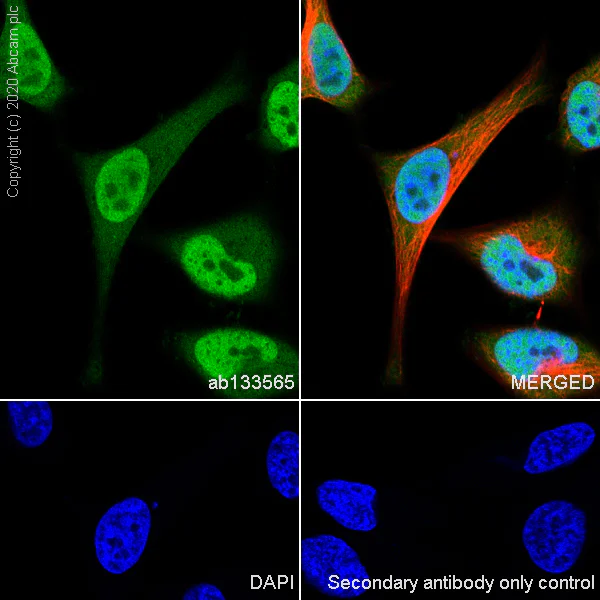 Immunocytochemistry/ Immunofluorescence - Anti-RBX1 antibody [EPR6850(B)] - BSA and Azide free (AB248556)