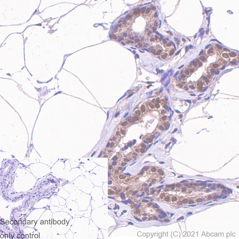 Immunohistochemistry (Formalin/PFA-fixed paraffin-embedded sections) - Anti-RBX1 antibody [EPR6850(B)] - BSA and Azide free (AB248556)