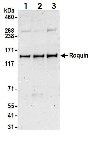Western blot - Anti-RC3H1 antibody (AB70195)