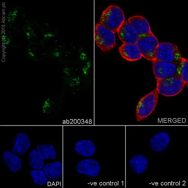 Immunocytochemistry/ Immunofluorescence - Anti-RCAS1 antibody [EPR16568] (AB200348)