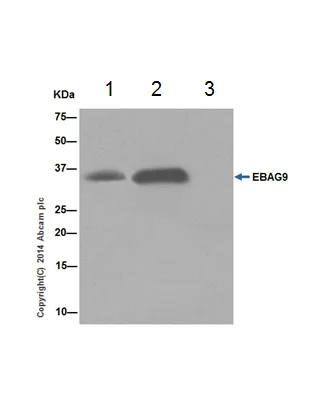 Immunoprecipitation - Anti-RCAS1 antibody [EPR16568] (AB200348)