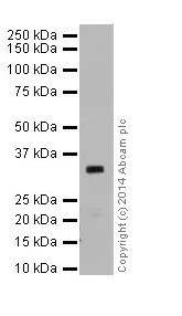 Western blot - Anti-RCAS1 antibody [EPR16568] (AB200348)