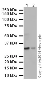 Western blot - Anti-RCAS1 antibody [EPR16568] (AB200348)