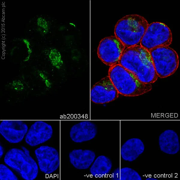 Immunocytochemistry/ Immunofluorescence - Anti-RCAS1 antibody [EPR16568] - BSA and Azide free (AB251310)