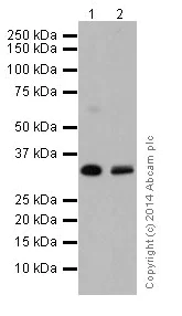 Western blot - Anti-RCAS1 antibody [EPR16568] - BSA and Azide free (AB251310)