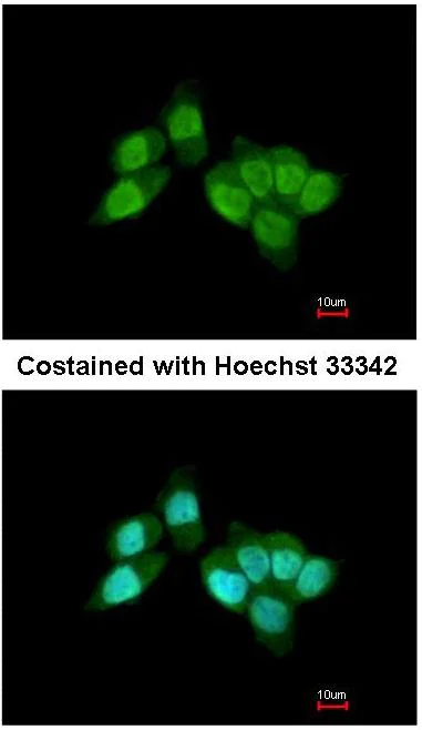 Immunocytochemistry/ Immunofluorescence - Anti-RCC1 antibody (AB152156)