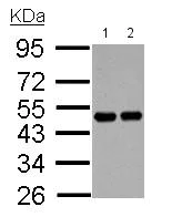 Western blot - Anti-RCC1 antibody (AB152156)