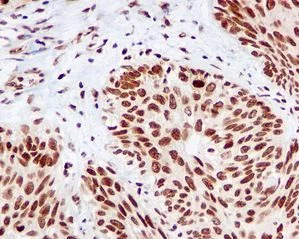 Immunohistochemistry (Formalin/PFA-fixed paraffin-embedded sections) - Anti-RCC1 antibody [EPR5857] (AB109379)