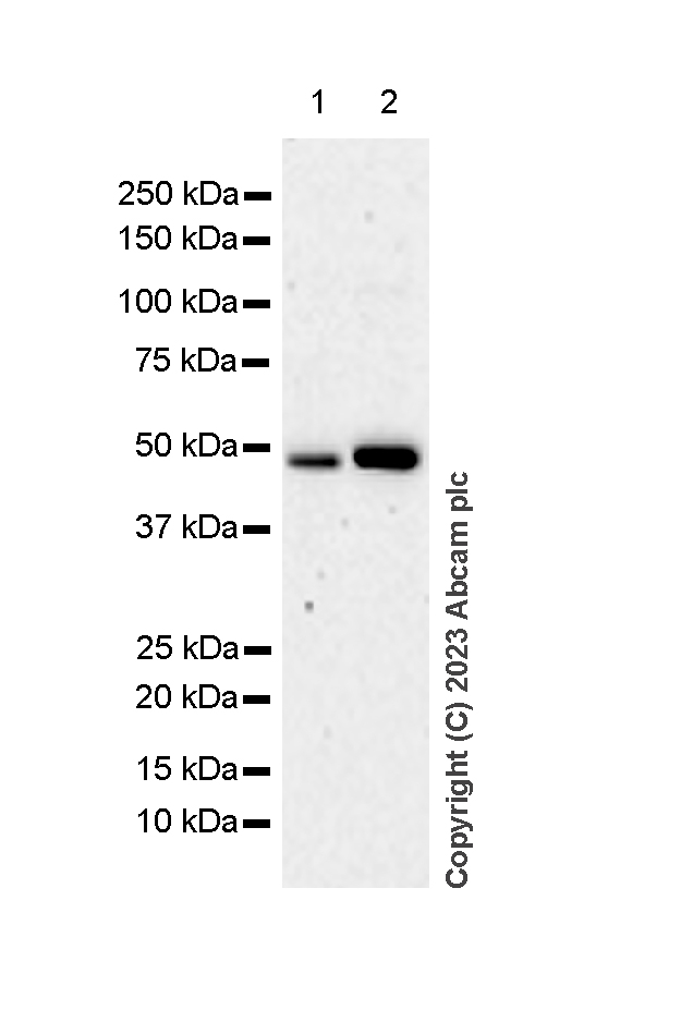 Western blot - Anti-RCC1 antibody [EPR5857] (AB109379)