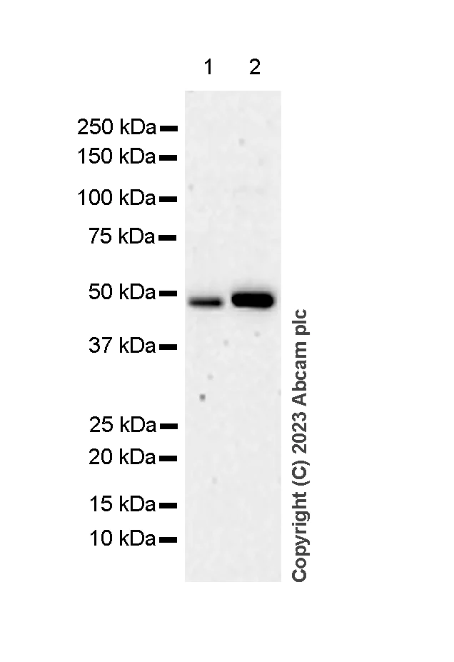 Western blot - Anti-RCC1 antibody [EPR5857] (AB109379)