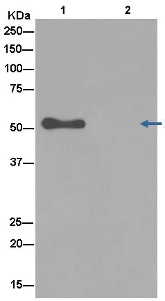 Immunoprecipitation - Anti-RCC1 antibody [EPR5859(2)] - BSA and Azide free (AB250383)