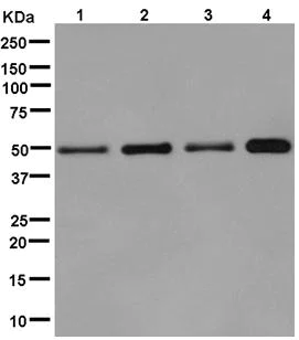 Western blot - Anti-RCC1 antibody [EPR5859(2)] - BSA and Azide free (AB250383)