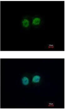 Immunocytochemistry/ Immunofluorescence - Anti-RCC2 antibody (AB229153)
