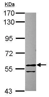 Western blot - Anti-RCC2 antibody (AB229153)