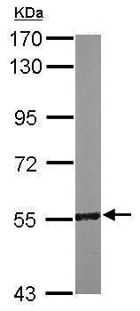 Western blot - Anti-RCC2 antibody (AB229153)