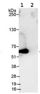 Immunoprecipitation - Anti-RCC2 antibody (AB70787)