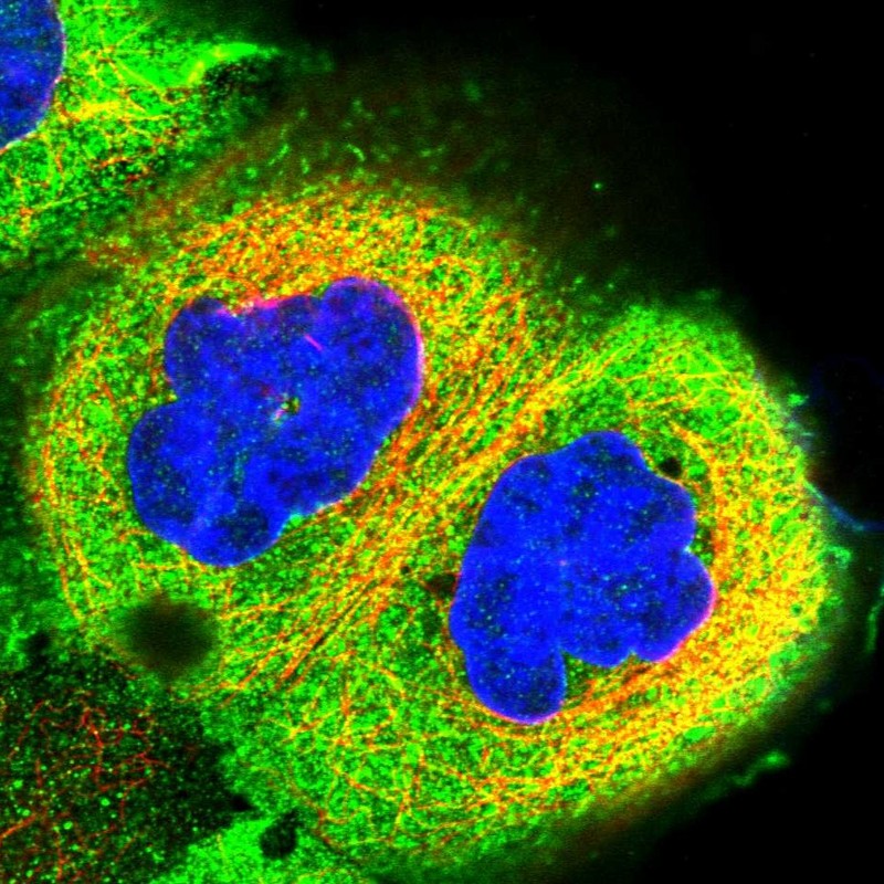 Immunocytochemistry/ Immunofluorescence - Anti-RCCD1 antibody (AB122570)