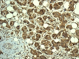 Immunohistochemistry (Formalin/PFA-fixed paraffin-embedded sections) - Anti-RCL antibody [EPR8685] (AB150413), expandable thumbnail