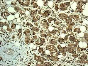 Immunohistochemistry (Formalin/PFA-fixed paraffin-embedded sections) - Anti-RCL antibody [EPR8685] (AB150413)