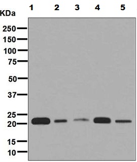 Western blot - Anti-RCL antibody [EPR8686] (AB131252), expandable thumbnail