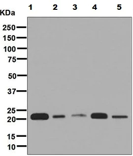 Western blot - Anti-RCL antibody [EPR8686] (AB131252)